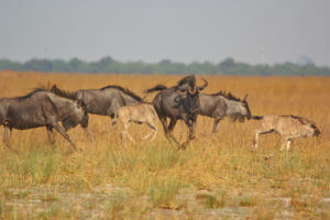 Blue wildebeest Migration zambia