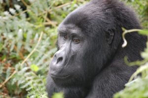 Uganda-gorilla