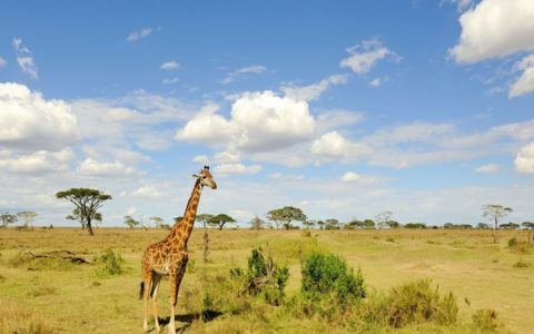 Giraffa in Serengeti National Park on an Overland