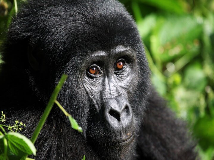 Uganda Gorilla Safaris on a Budget