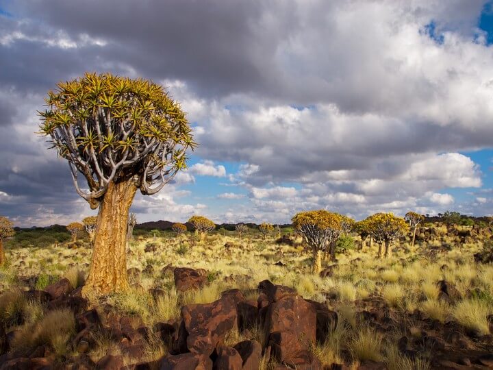 Namibia, quiver tree 