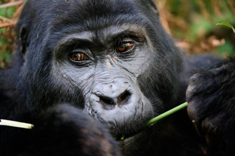 gorilla tours in uganda