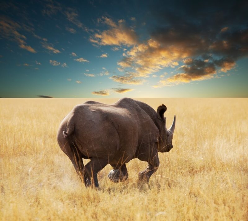 rhino namibia
