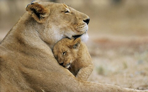 Baby Lion Cuddles