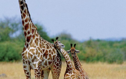 Baby Giraffes with Mommy