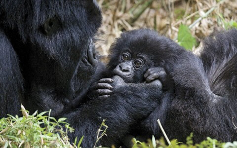 Baby Gorilla Sucking Mom’s Thumb
