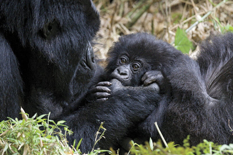 Baby Gorilla Sucking Mom’s Thumb