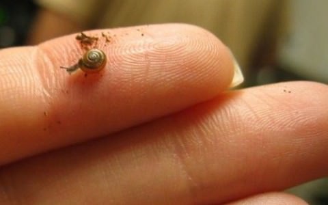 Teeny Tiny ‘Snailie’