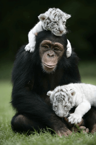 Monkey with White Tiger Cubs