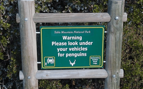 Penguin Alert!
