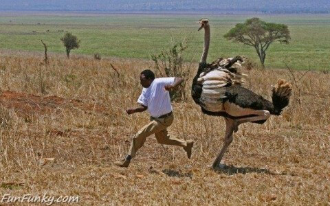 "I Told You Not to Buy Ostrich Biltong!"