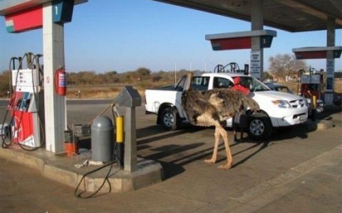 African Petrol Attendant