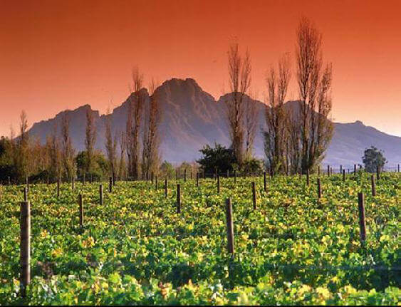 Wine_route_Stellenbosch-Cape_Town