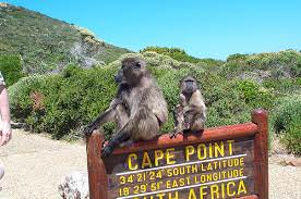 baboons-at-cape-point