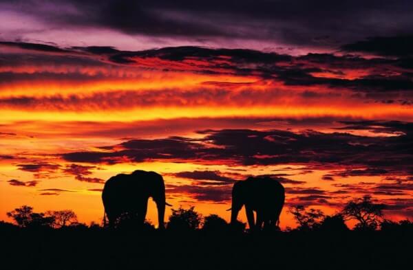 elephant-sunset