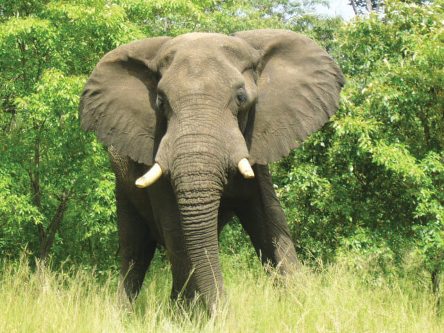 Protection of the African Elephant from CITES