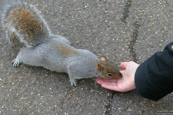 feeding-squirrels