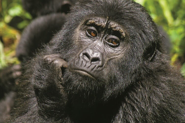 All you need to know about Gorilla Trekking in Africa