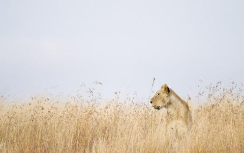 Lioness in the Masai Mara on a budget overland safari
