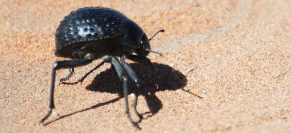 The Namib Desert Beetle