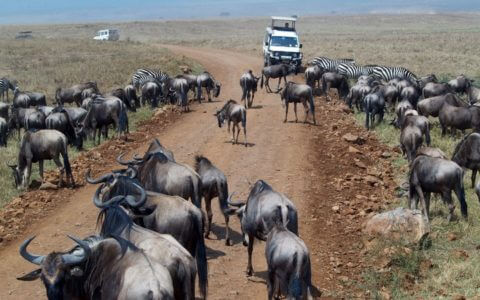kenya safari group tour