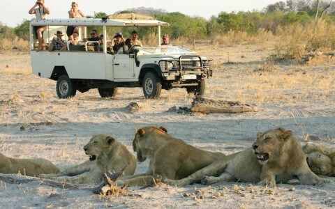 safari-botswana