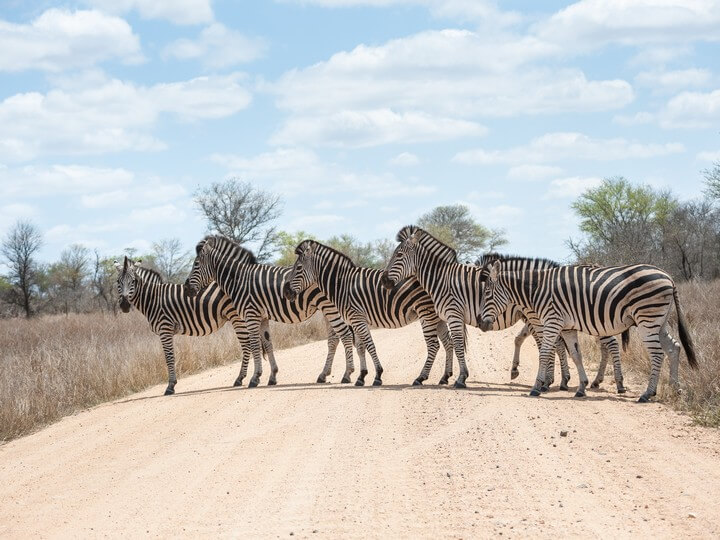 Zebra crossing road, Kruger National Park, South Africa