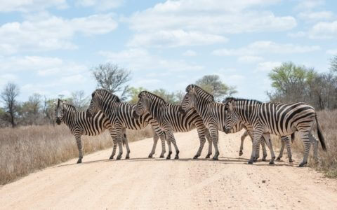 Discover Amazing South African National Parks