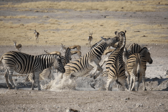 Great feedback – 20 Day Cape Town to Victoria Falls
