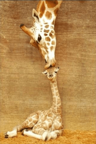 Sweet Giraffe Kiss