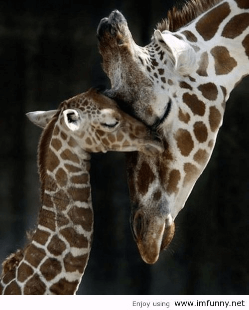 Baby and Mommy Giraffe Love
