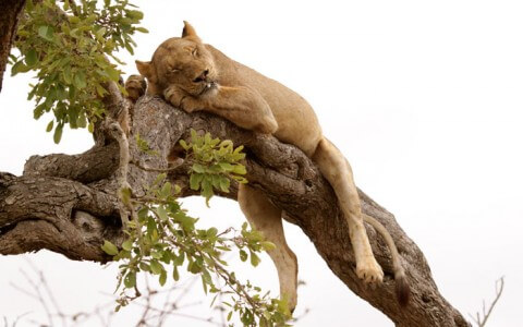 Tree Climbing Lions of Lake Manyara