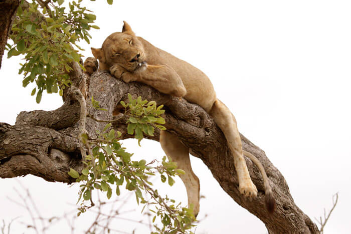 Tree Climbing Lions of Lake Manyara