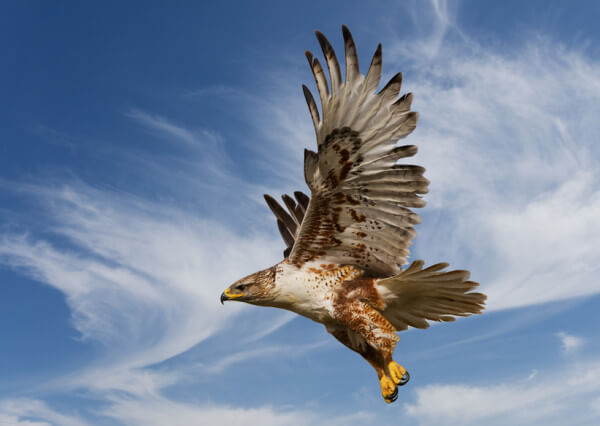 hawk-birding-in-africa