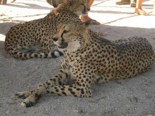 Visit the Otjitotongwe Cheetah Park