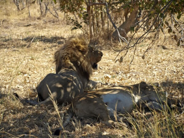 Botswana-Lion Safari