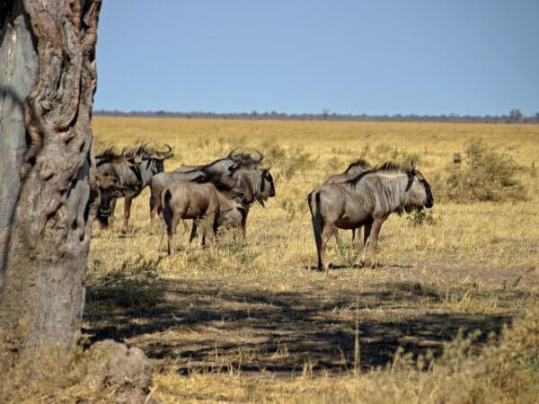  Botswana-Wildebeest