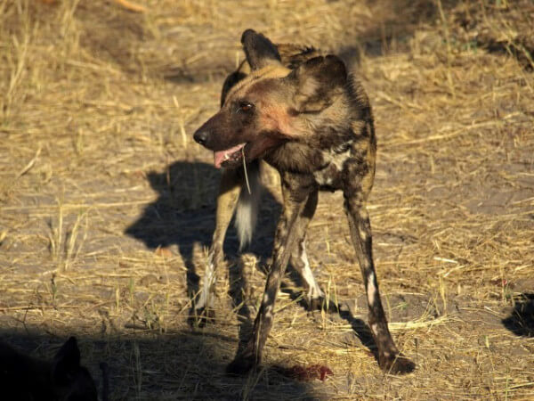 Botswana-hyena