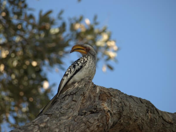 Botswana-safari-bird.