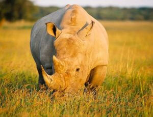 Sunways - Khama Rhino Sanctuary