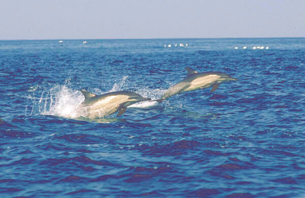 dolphins-cape-peninsula