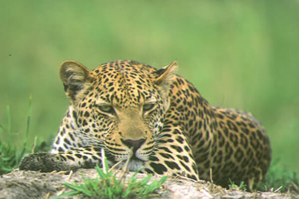 Mlilwane Wildlife Sanctuary, South Africa