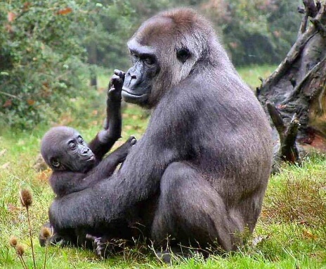 Gorilla-and-Baby