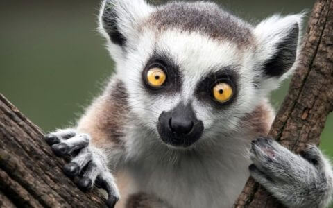 This Week’s Quirkiest Animal: The Lemur