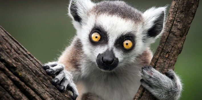 This Week’s Quirkiest Animal: The Lemur