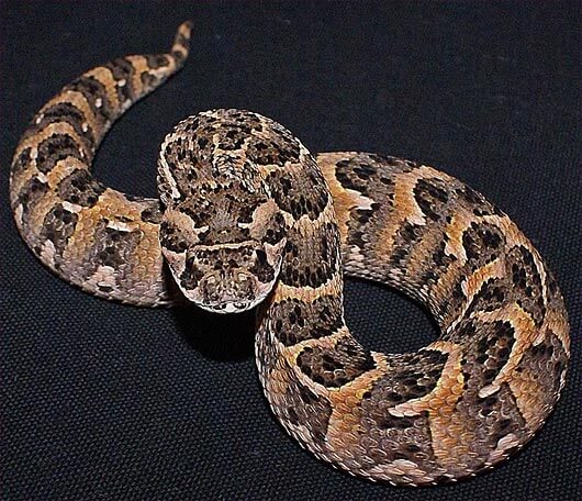 Tanzania’s Most Dangerous Snakes