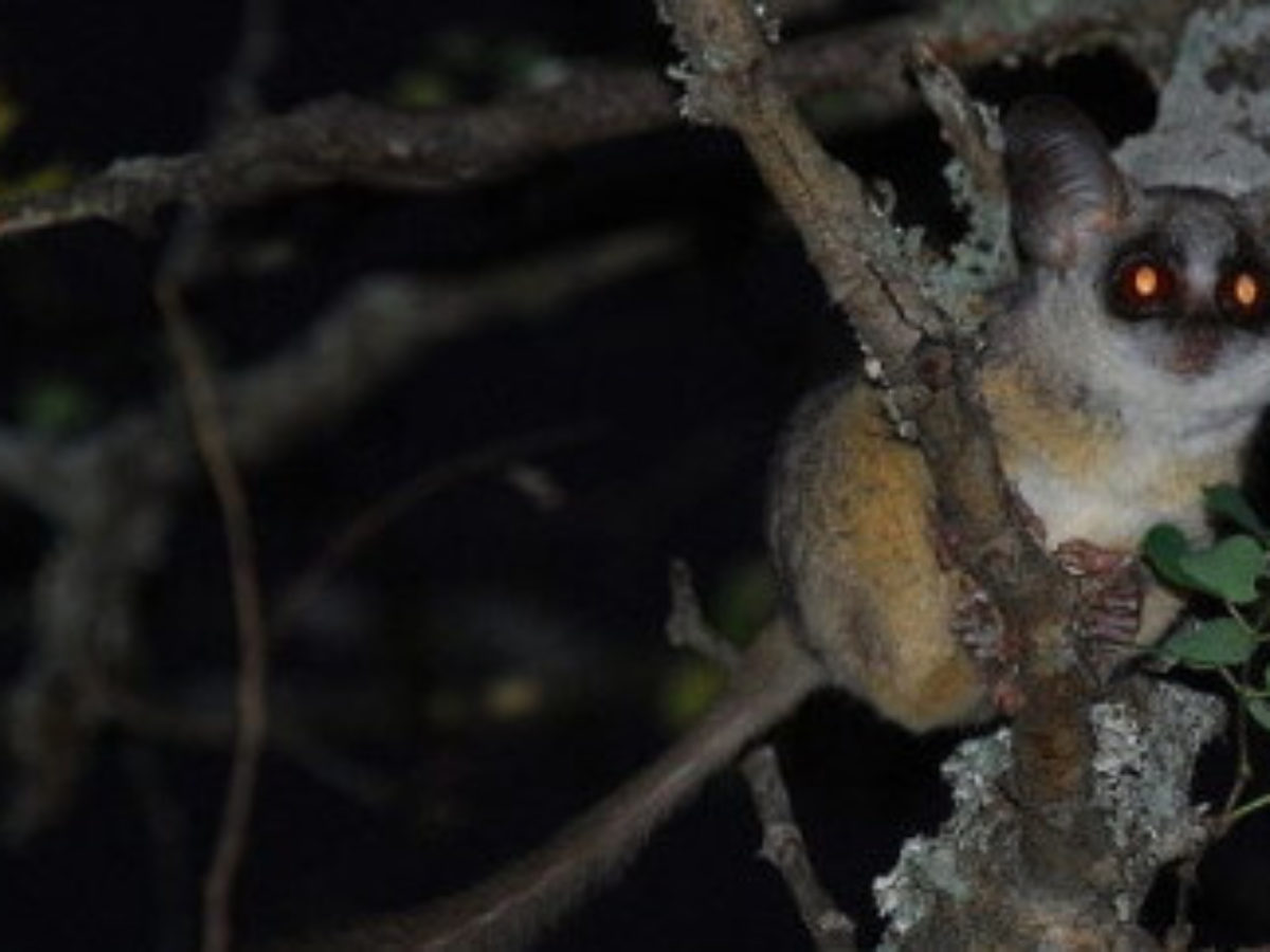 This Week's Quirkiest Animal: The Bushbaby | Cute baby animals