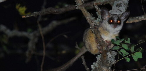 This Week’s Quirkiest Animal: The Bushbaby (Galagos)