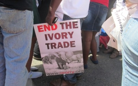 The iWorry International March for Elephants