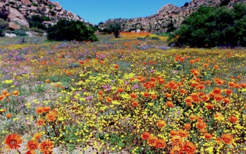 The Beauty that is Namaqualand, South Africa